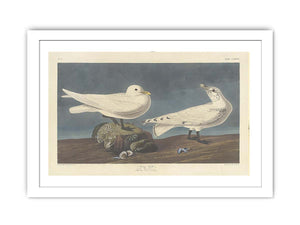 Ivory Gull