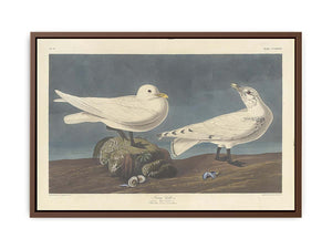 Ivory Gull