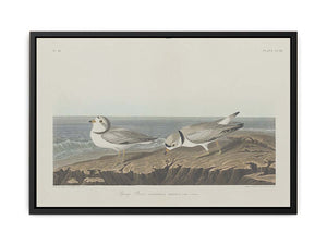 Piping Plover