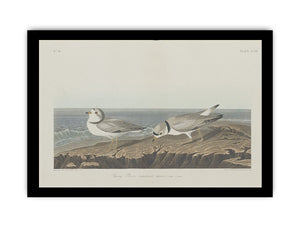 Piping Plover