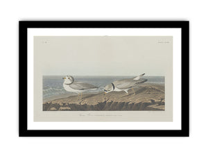 Piping Plover
