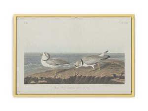 Piping Plover