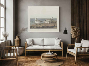 Piping Plover