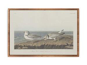 Piping Plover