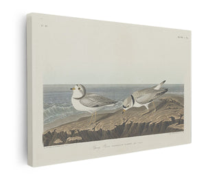 Piping Plover