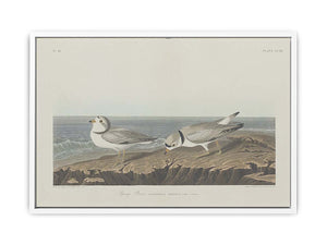 Piping Plover