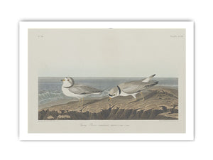 Piping Plover