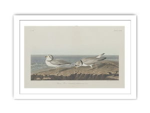 Piping Plover