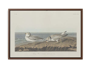Piping Plover
