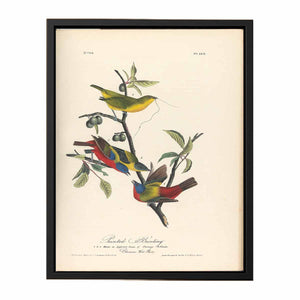 Painted Bunting
