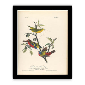 Painted Bunting