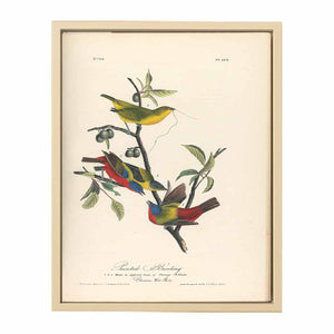 Painted Bunting