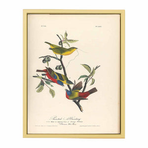 Painted Bunting