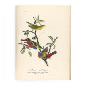 Painted Bunting