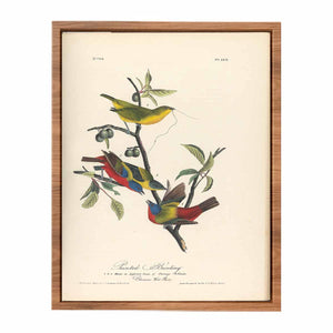 Painted Bunting