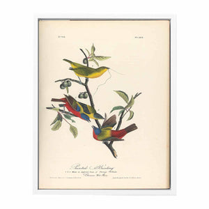 Painted Bunting