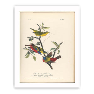 Painted Bunting
