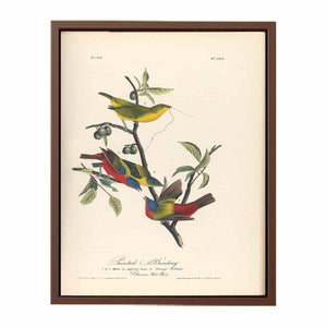 Painted Bunting