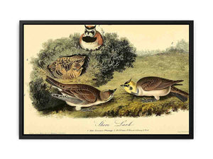 Shore Lark