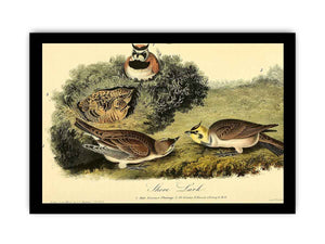 Shore Lark