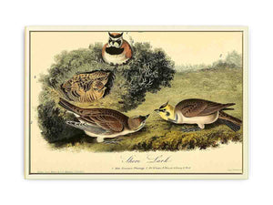Shore Lark