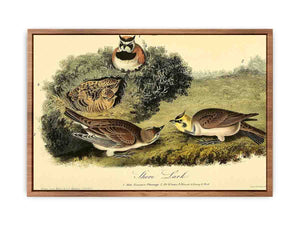 Shore Lark