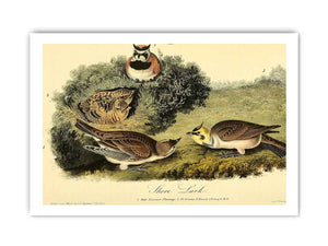 Shore Lark