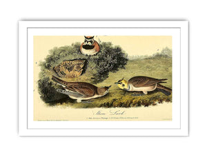 Shore Lark