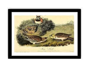 Shore Lark