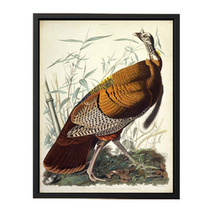 Wild Turkey, Male (Plate 1)