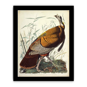 Wild Turkey, Male (Plate 1)