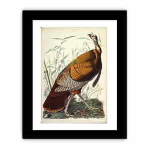 Wild Turkey, Male (Plate 1)