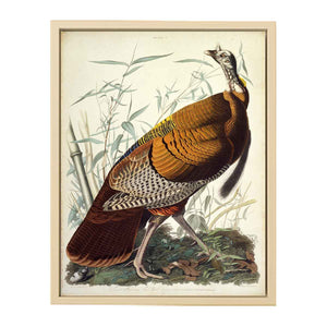 Wild Turkey, Male (Plate 1)