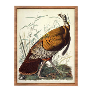 Wild Turkey, Male (Plate 1)