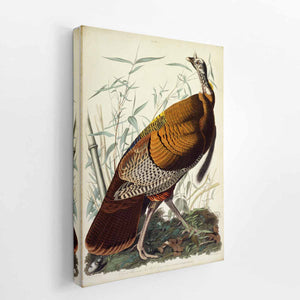 Wild Turkey, Male (Plate 1)