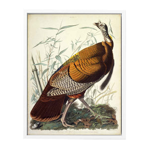 Wild Turkey, Male (Plate 1)