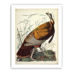 Wild Turkey, Male (Plate 1)