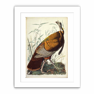 Wild Turkey, Male (Plate 1)