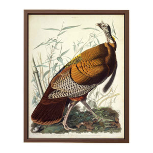 Wild Turkey, Male (Plate 1)