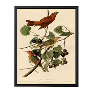 Summer Red Bird (Plate Xliv)