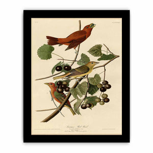 Summer Red Bird (Plate Xliv)