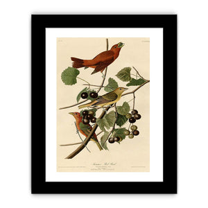 Summer Red Bird (Plate Xliv)