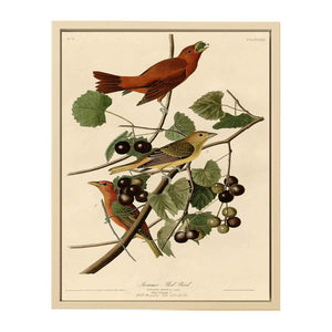 Summer Red Bird (Plate Xliv)