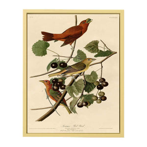 Summer Red Bird (Plate Xliv)