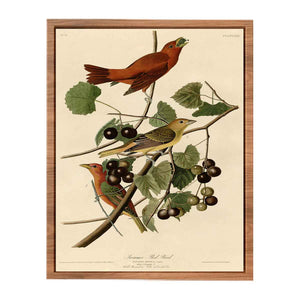 Summer Red Bird (Plate Xliv)