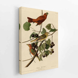Summer Red Bird (Plate Xliv)