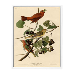 Summer Red Bird (Plate Xliv)