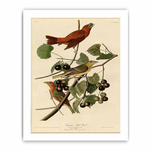 Summer Red Bird (Plate Xliv)