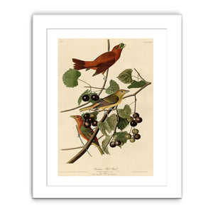 Summer Red Bird (Plate Xliv)