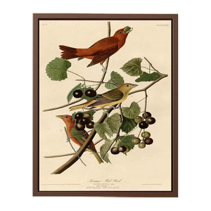 Summer Red Bird (Plate Xliv)